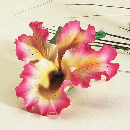 Orchid - Click on image to see a bigger picture.