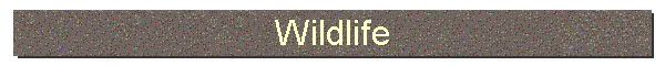 Wildlife